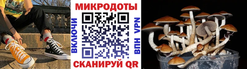 Галлюциногенные грибы Psilocybine cubensis Болхов